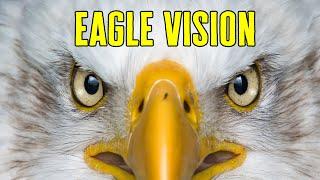 Eagle Vision - How Good is an Eagles Eyes?