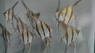 Tank Bred Pterophyllum Altum Angelfish