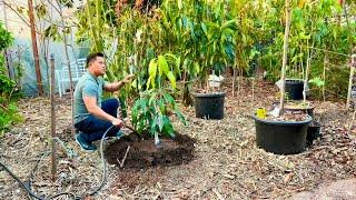 How To Nurse A Sick Mango Tree