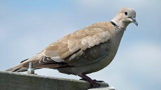 Eurasian Collared Dove Call  Bird Sounds