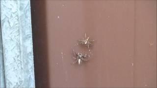 Bronzed-Aussie jumping spiders fighting