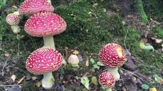 Amanita muscaria The Fly Agaric