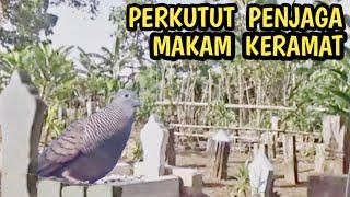 burung perkutut lokal suwara besar penjaga makam keramat