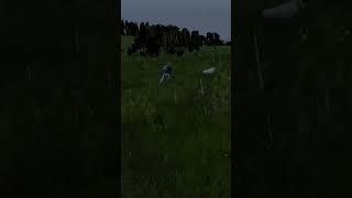 Some Things Are Just Randomly Funny in DAYZ