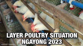 LAYER POULTRY SITUATION NGAYONG 2023  Dwight Tamayo