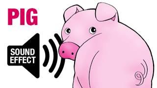 Pig Sound Effect - Oink