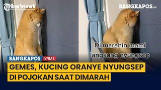 Gemes Kucing Oranye Nyungsep di Pojokan Saat Dimarah