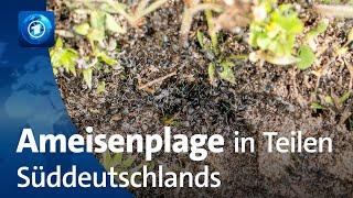 Plage Invasive Ameisen in Baden-Württemberg