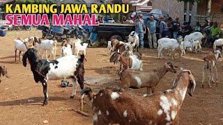 Harga Kambing Hari ini Tidak Ada Yang Murah Banget‼️