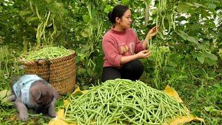 Harvesting Green Bean Garden goes to the market sell  Lý Thị Ca