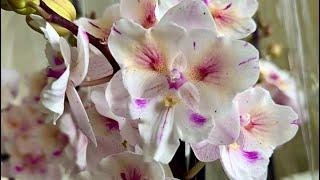 Эти невероятные орхидеи готовы разлететься во все концы