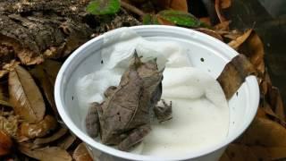Release #1 Malaysian Leaf Frog males go into their new temporary vivarium