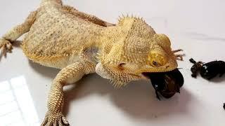 Bearded Dragon Chows Down On Everything