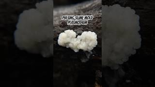 Trippy Timelapse Slime Mold Pulsing Plasmodium White Rabbit Easter Compilation