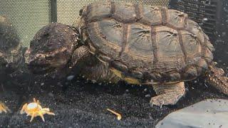 Godzilla Snapping Turtle  vs Crab *Epic*