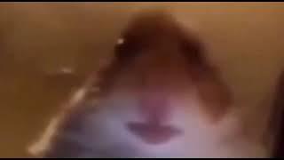 Staring hamster meme for zoom webcam