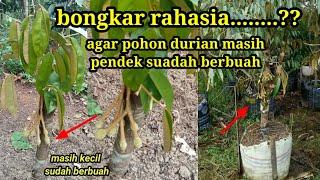 cara stek durian agar cepat berbuah