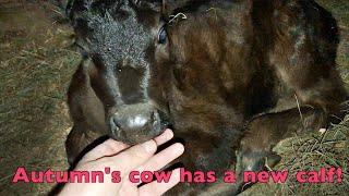 Autumns Cow Has A New Calf 1850s Era West Virginia Farm and Homestead. Living Without Electricity