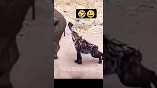 Funny Hyena  #ngakak #ngakakkocak #ngakakabis #videolucu #funnyvideo #shorts