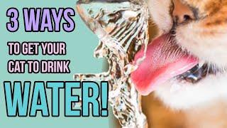 3 Ways Im Getting My Cats to Drink More Water