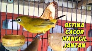 Pancingan pleci agar cepar gacor dengan suara pleci betina manggil jantan