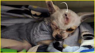 His Owner is a Devil Puppy’s Tearful End After Living with an Inhumane Owner