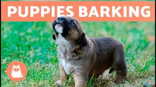 The Best PUPPIES BARKING COMPILATION   Cute and Adorable Puppy Barks