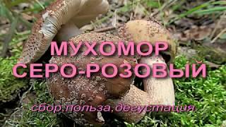 Мухомор серо - розовый Сбор и приготовление.