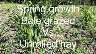 Compare growth on bale grazed vs unrolled hay areas.  Almost complete fail with the legumes.