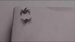 malaysian fighting jumping spider