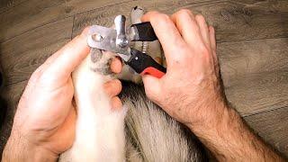 HOW TO CUT THE NAILS OF A BIG DOG  КАК ПОДСТРИЧЬ КОГТИ У БОЛЬШОЙ СОБАКИ