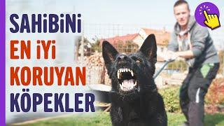 Sahibini en iyi koruyan köpekler  Hayvanlar Alemi  İlginç bilgiler  Aklında olsun