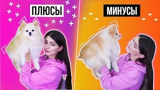 ПЛЮСЫ И МИНУСЫ ШПИЦА  ЧТО НУЖНО ЗНАТЬ