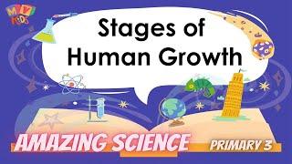 P. 3  Science  Stages of Human Growth
