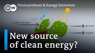 Scientists have found a way to extract energy from photosynthesis  DW News