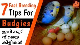 Budgies 7 Fast Breeding Tips  Love Birds Breeding Tips for Beginners  in Malayalam  MY PET PLANT