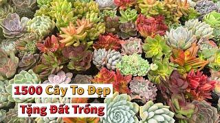 Sen đá đẹp rẻ cho người chơi mới  succulent Gia Nghia