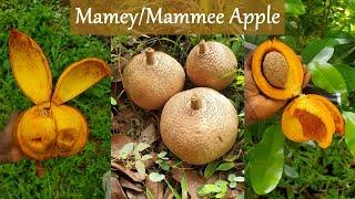 Interesting find on our nature morning walk  Mamey sapote Mamey apple fruits & trees on the island