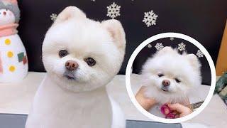 포메 다이아의 얼컷영상 pomeranian grooming 포메곰돌이컷