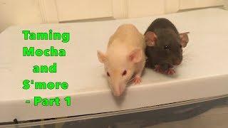 Taming My Skittish Baby Rats - Part 1