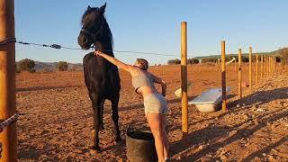 Sapphire the Horse intrigued by a stray cat