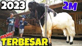 ABIMANYU‼️ KAMBING TERBESAR DAN PALING FENOMENAL