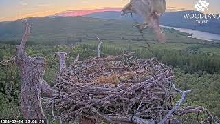 Louis returns unexpectedly bringing a late night stick to Loch Arkaig Osprey Nest Two14 Jul 2024