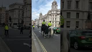 Lucky to see 2 of 110  horses across London.