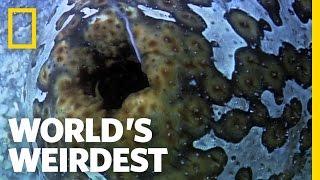 Sea Cucumber Fights with Guts Literally  Worlds Weirdest