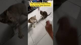 Top 3 Kucing yang paling aktif bermain dari 11 peserta ⁉️ #shorts #short #kucing #cat #shortvideo