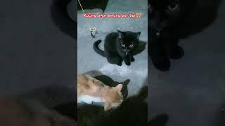 #kucing  bar bar#cat#catlover#catvideos#shorts#shortvideo#funny#animals#funnymemes#video#viral#fyp