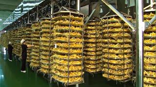 Worlds Most Expensive Root - Korean Ginseng Harvesting And Processing in Factory