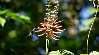 Hummingbird Wanderlust Costa Rican Rarities