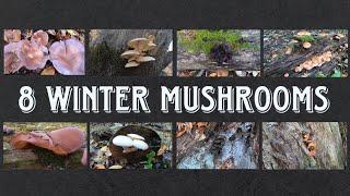 8 Mushrooms You Can Find In The Late Fall Into Winter